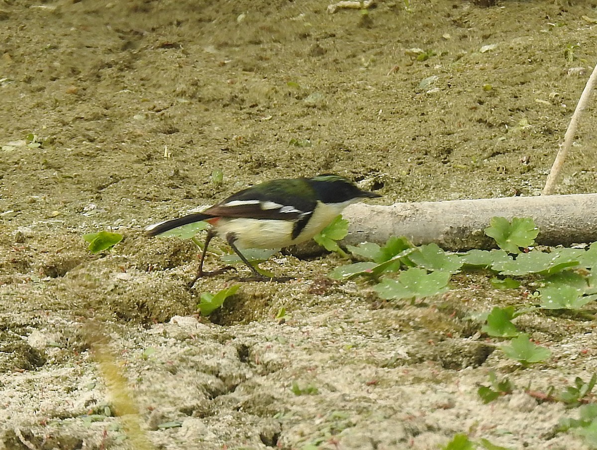 Many-colored Rush Tyrant - ML645630325