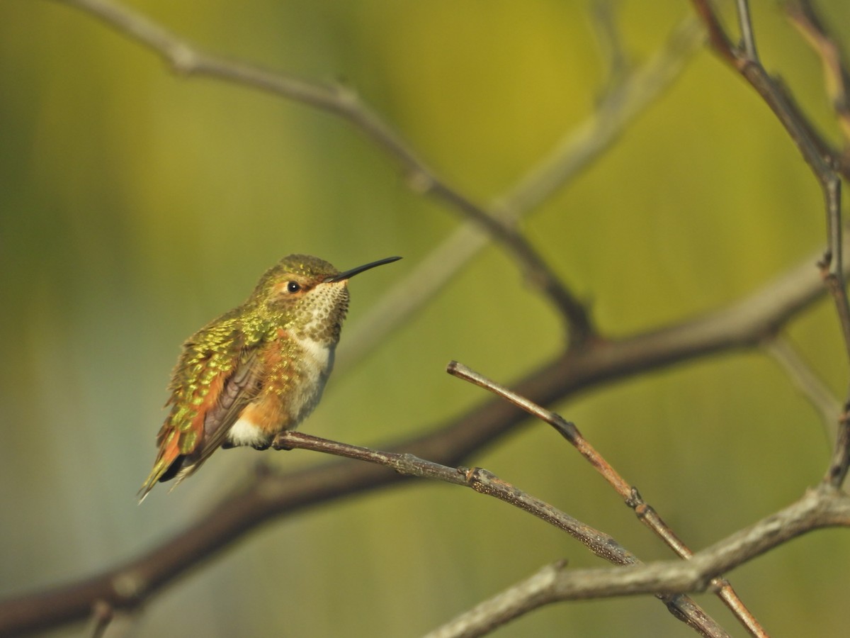 Allen's Hummingbird - ML645630327