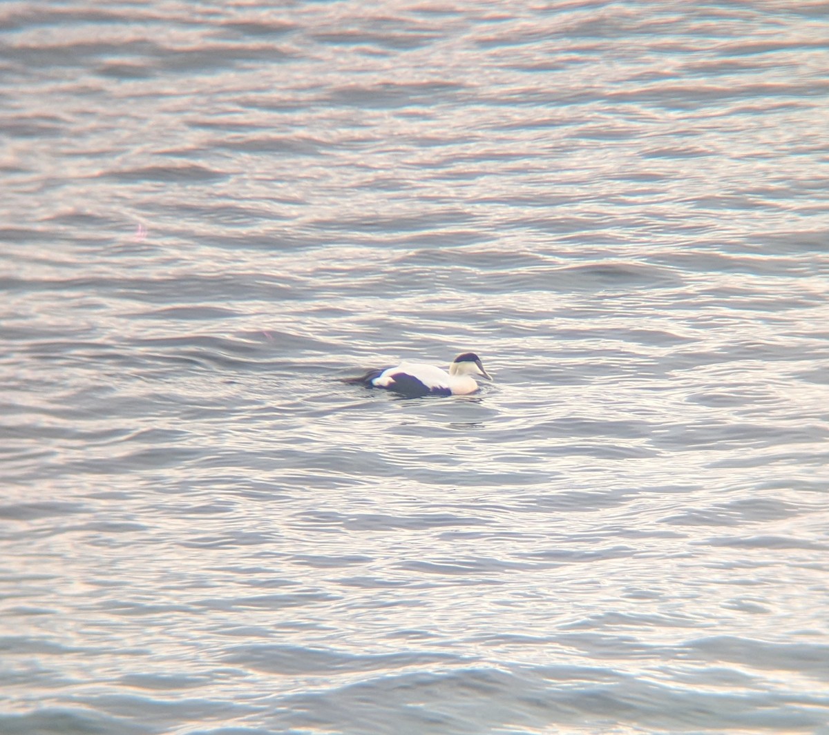 Common Eider - ML645630328