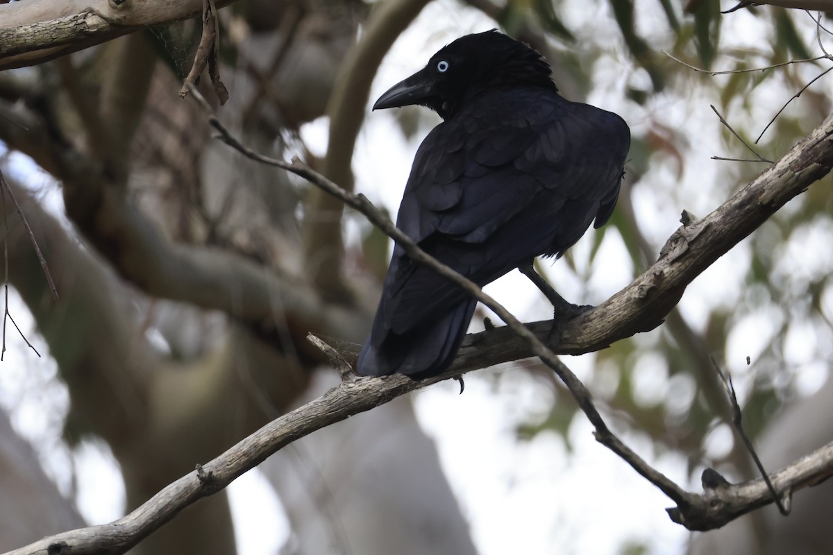 Forest Raven - ML645630330