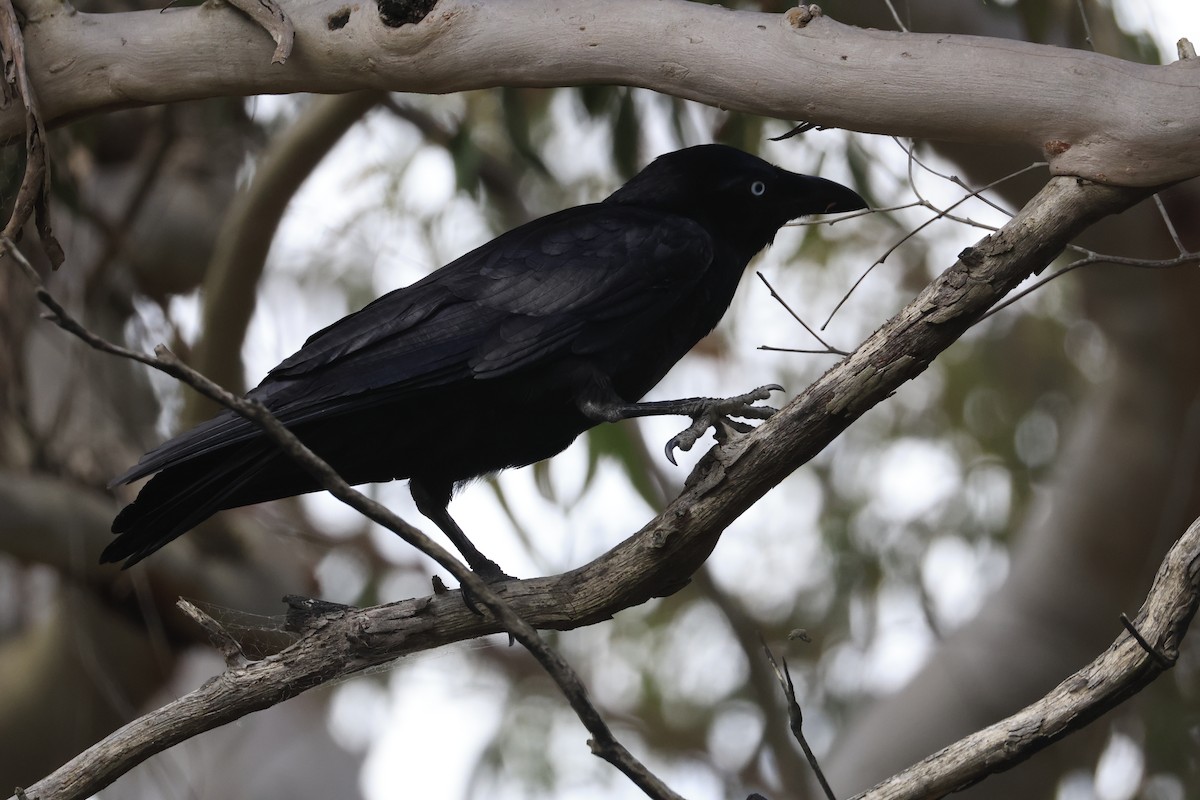 Forest Raven - ML645630331