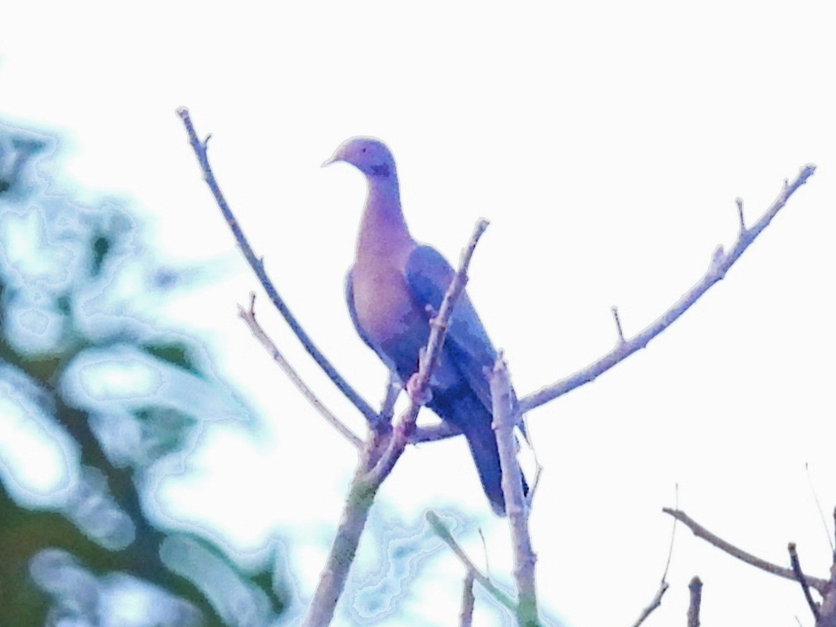 Red-billed Pigeon - ML645630332