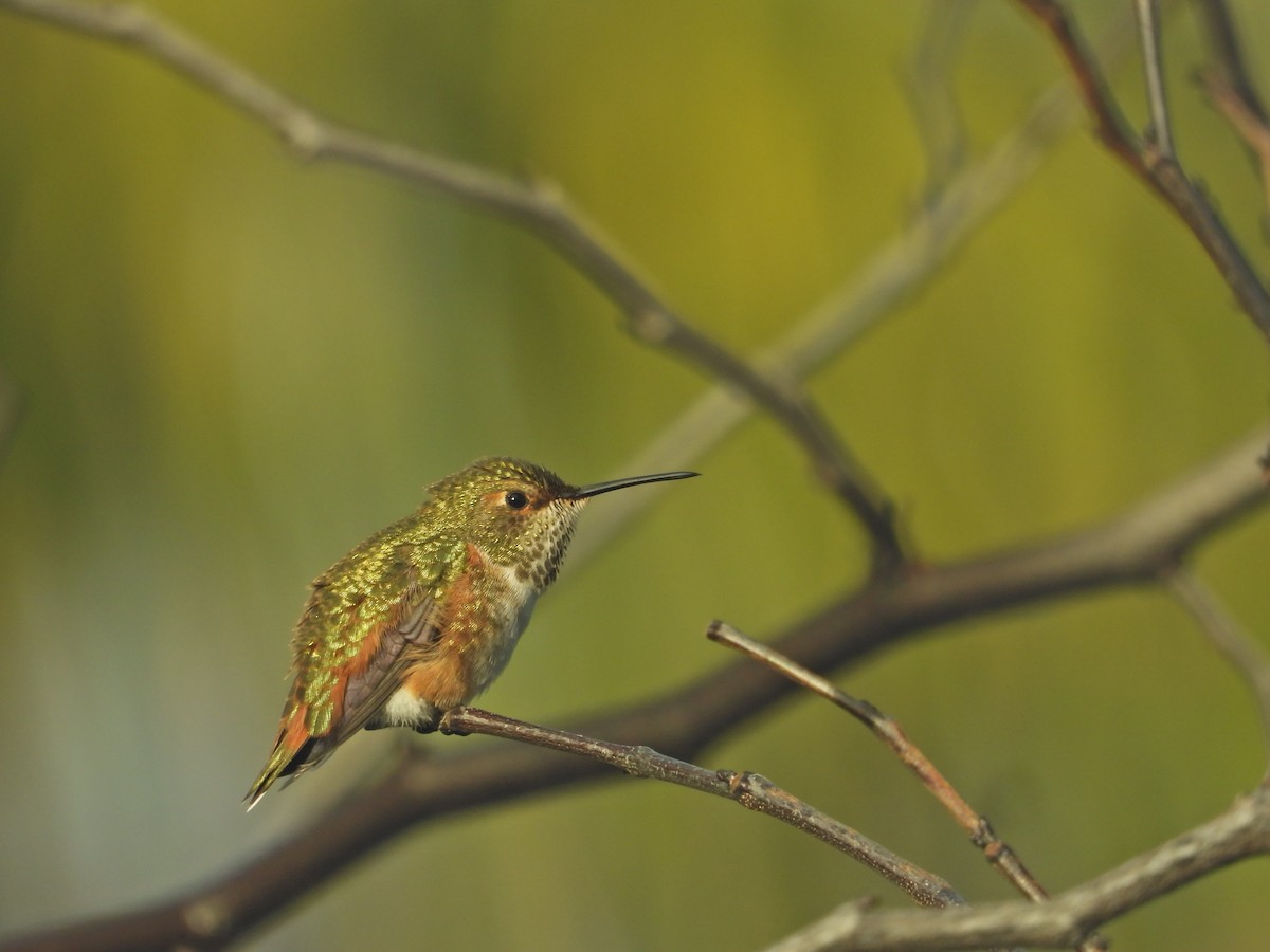 Allen's Hummingbird - ML645630335