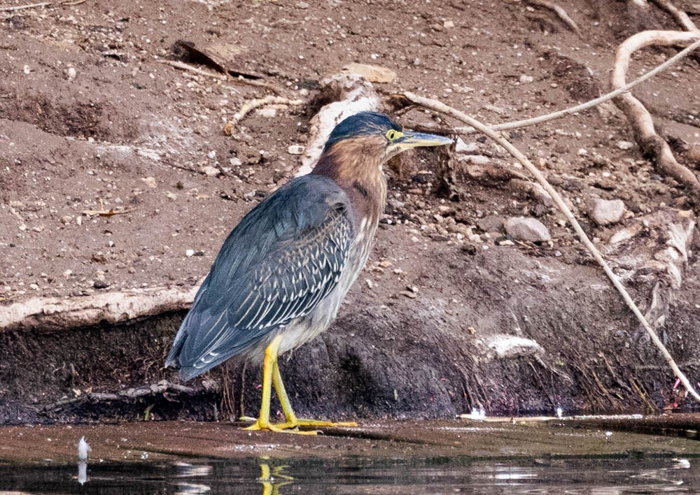 Green Heron - ML645630352