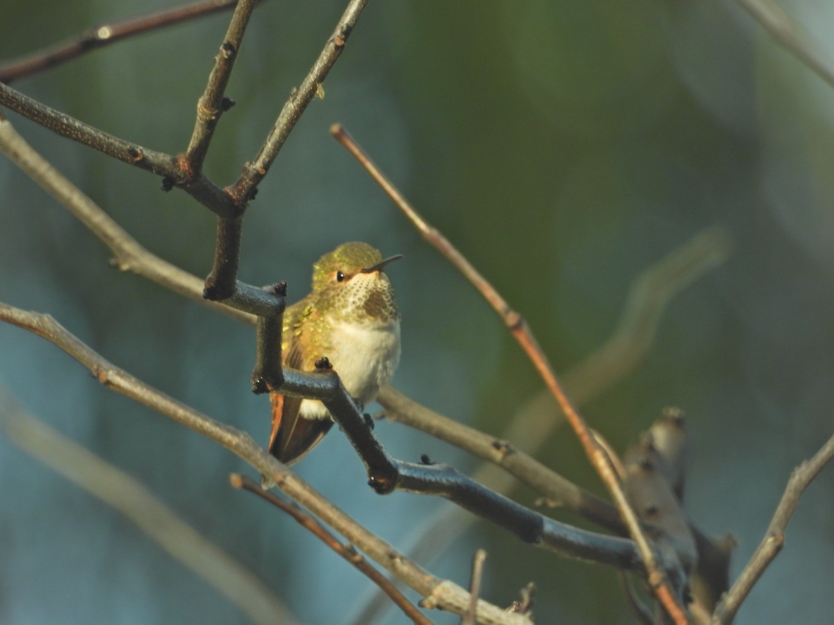 Allen's Hummingbird - ML645630354