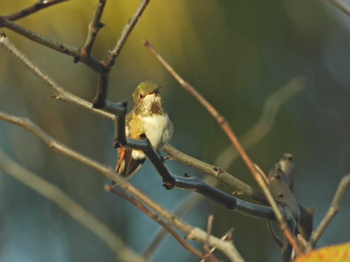 Allen's Hummingbird - ML645630356