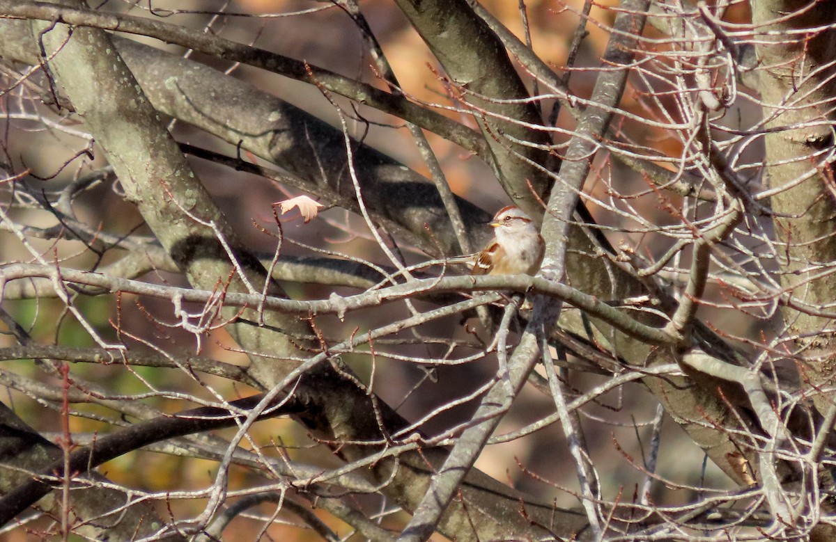 American Tree Sparrow - ML645630357