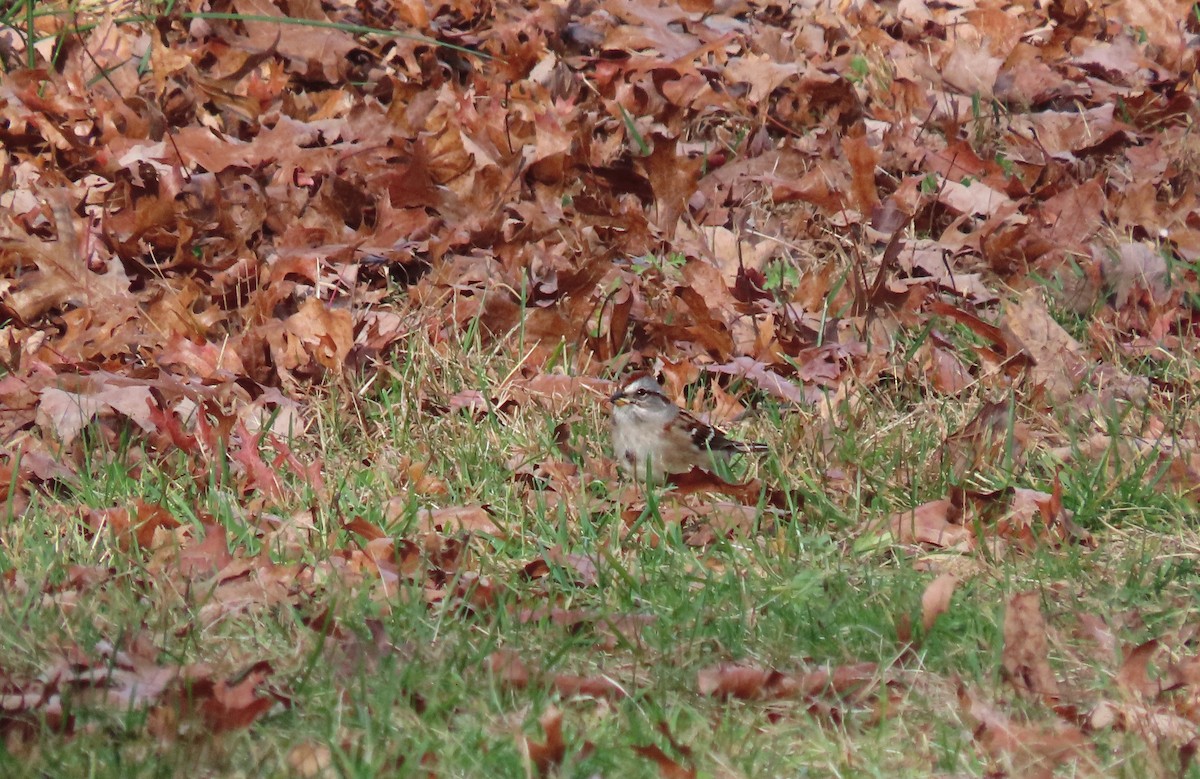 American Tree Sparrow - ML645630358