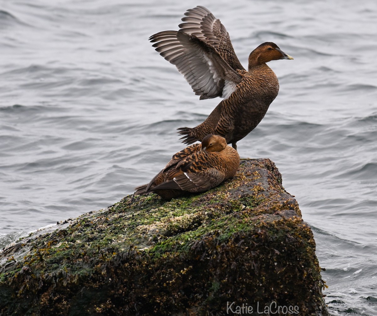 Common Eider - ML645630362
