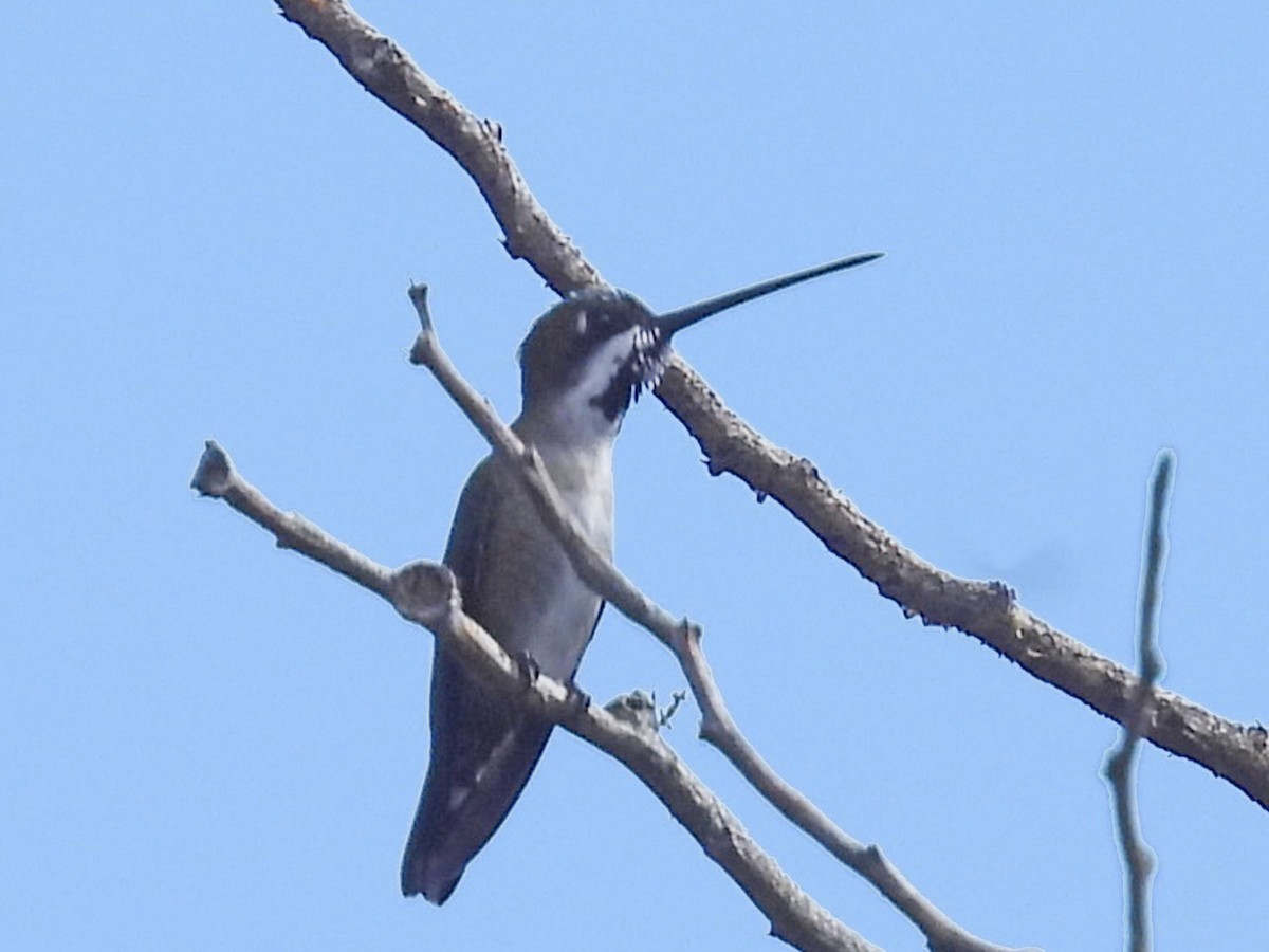 Plain-capped Starthroat - ML645630365