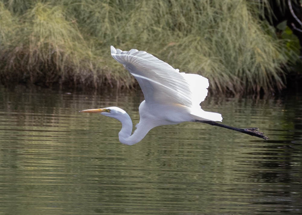 Great Egret - ML645630367