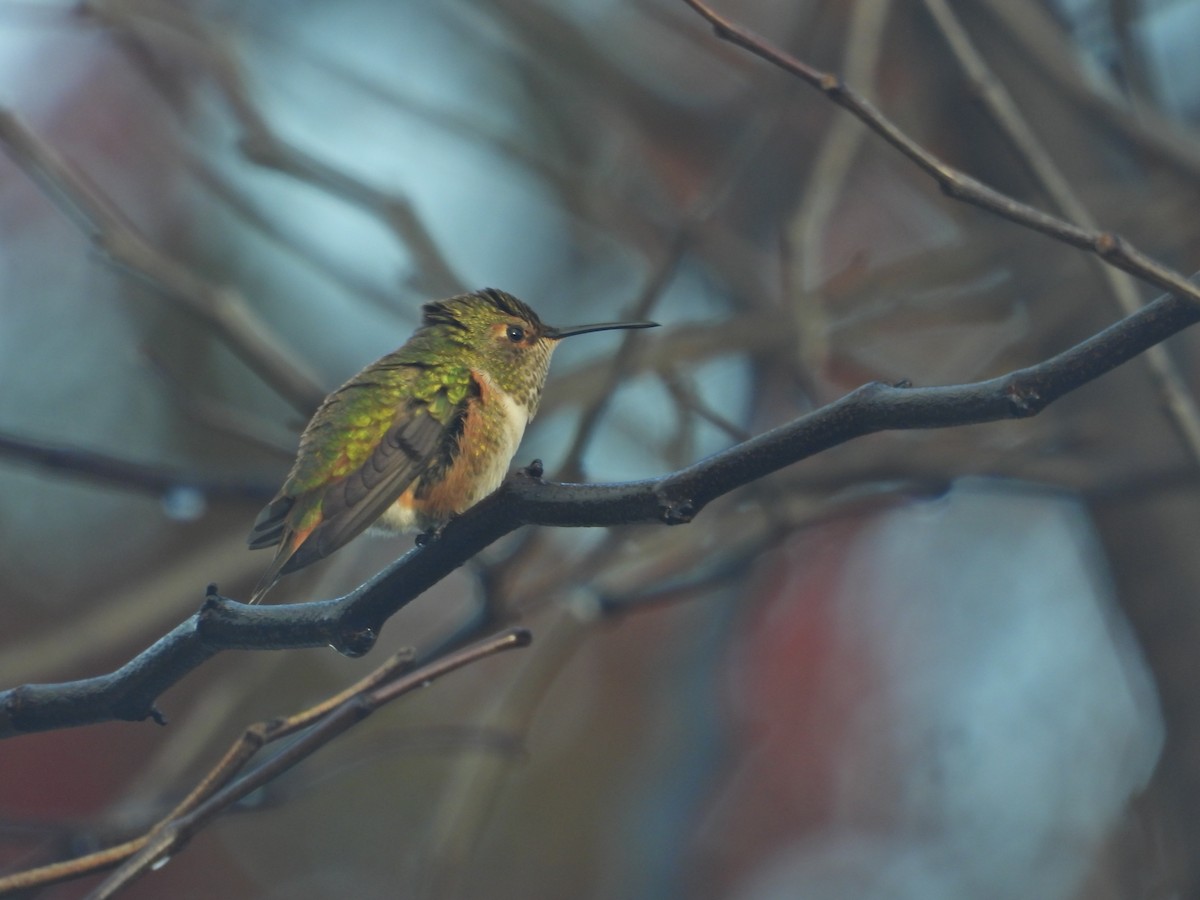 Allen's Hummingbird - ML645630371