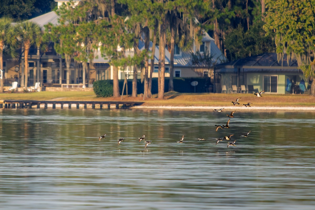 polák vlnkovaný - ML645630377