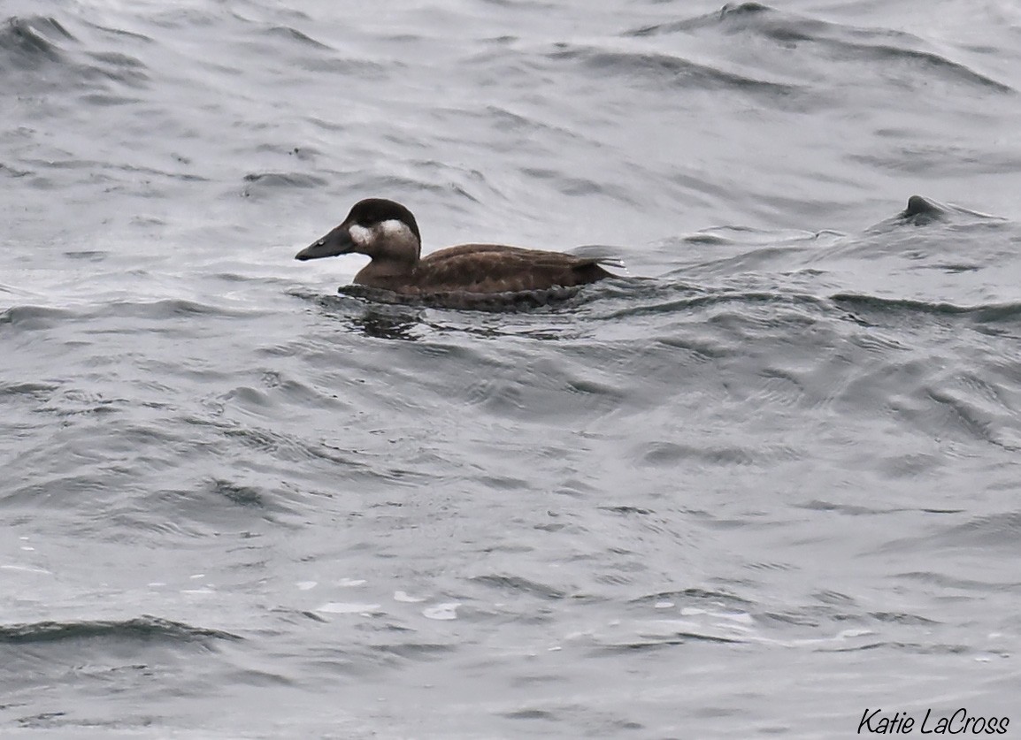 Surf Scoter - ML645630381
