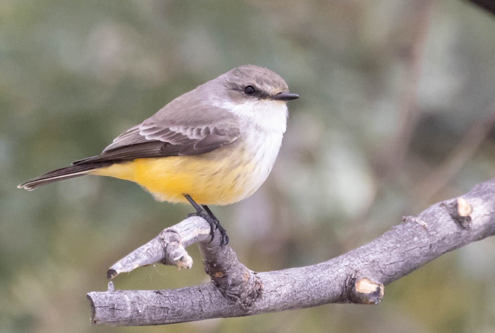 Vermilion Flycatcher - ML645630386
