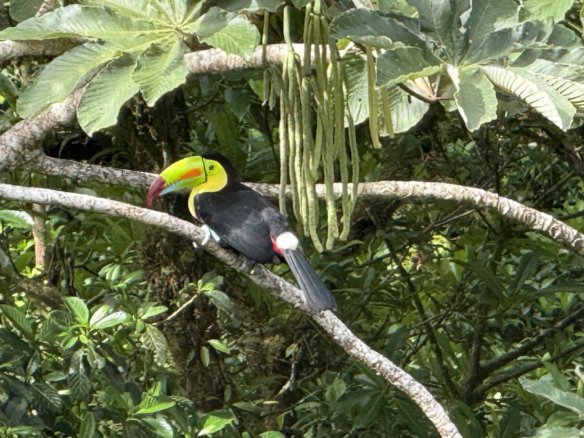 tukan středoamerický - ML645630389