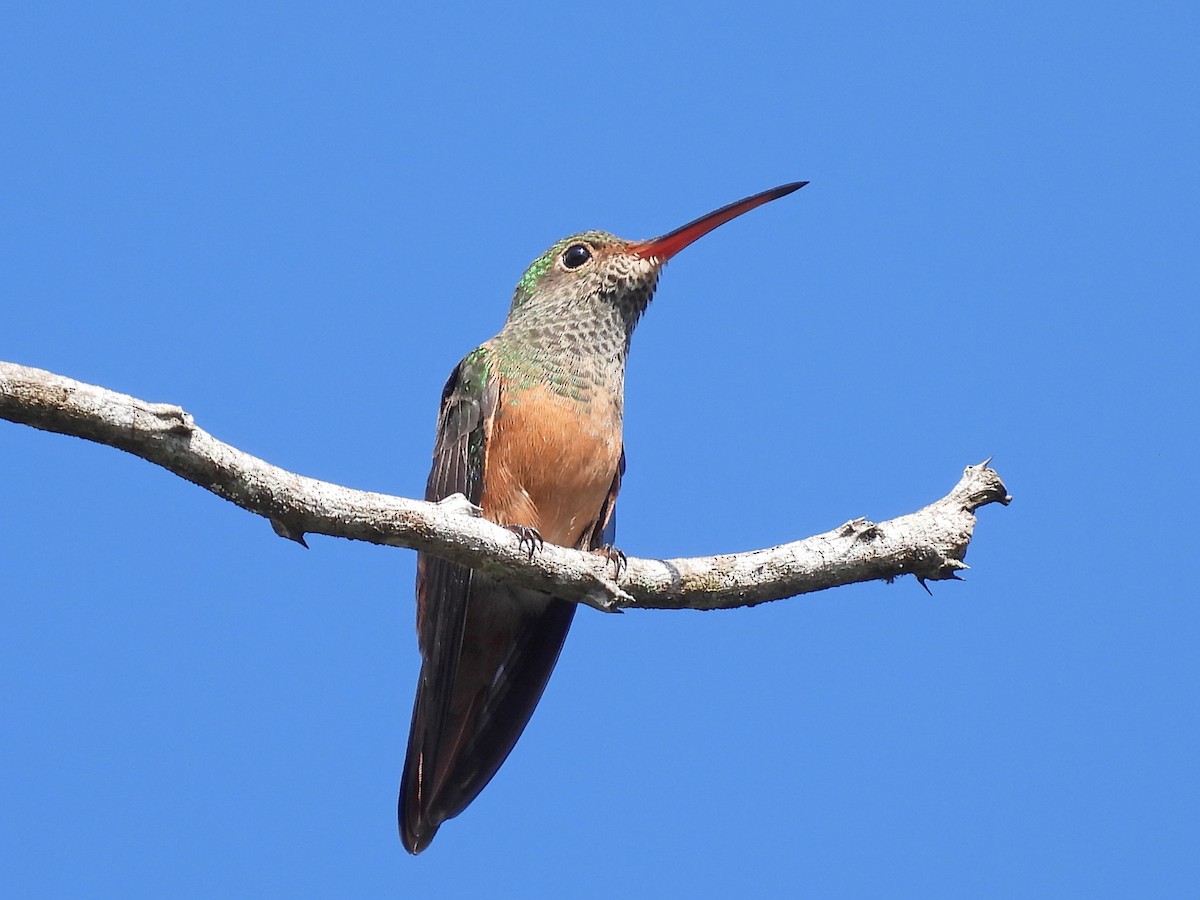 Buff-bellied Hummingbird - ML645630390