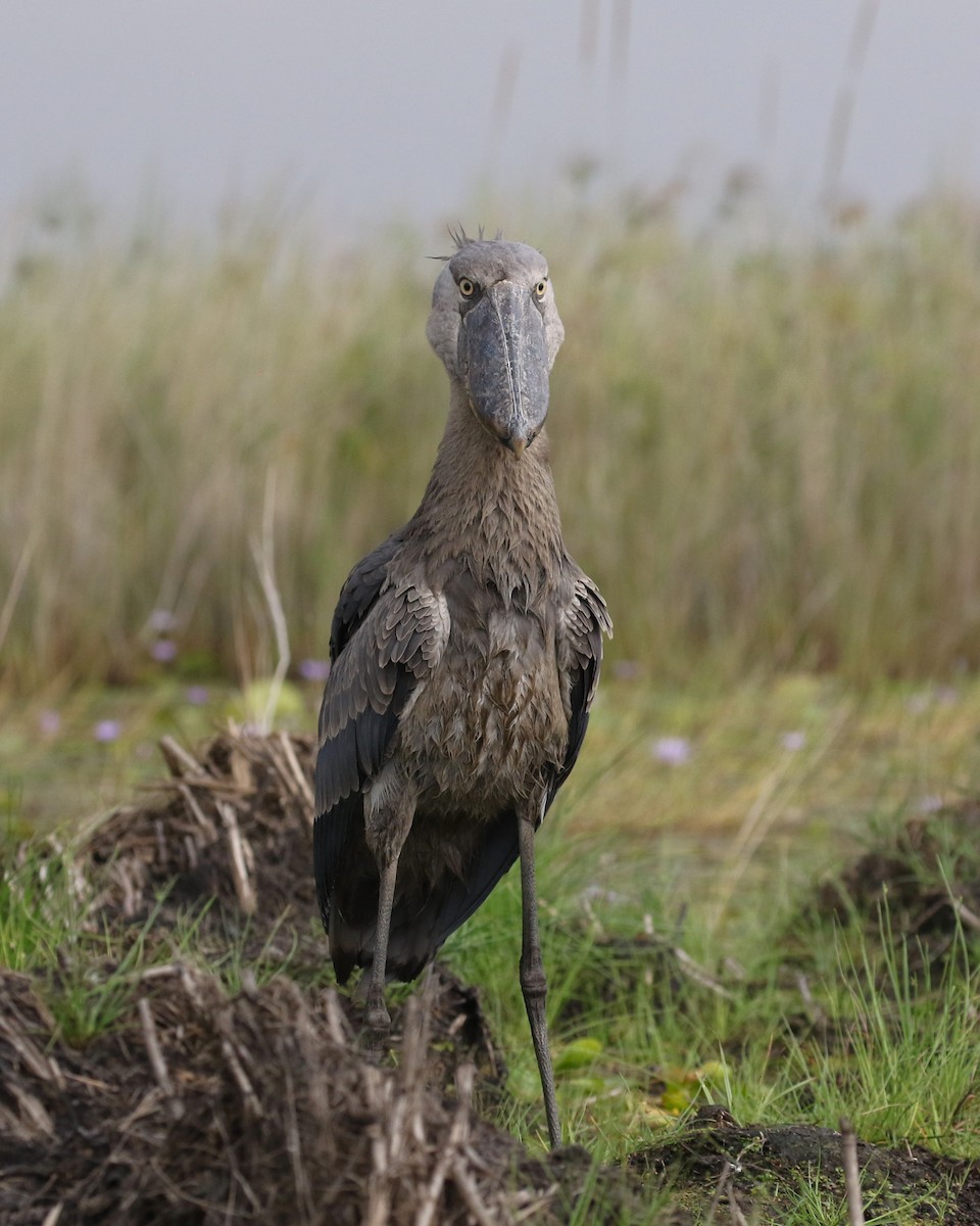 Shoebill - ML645630393
