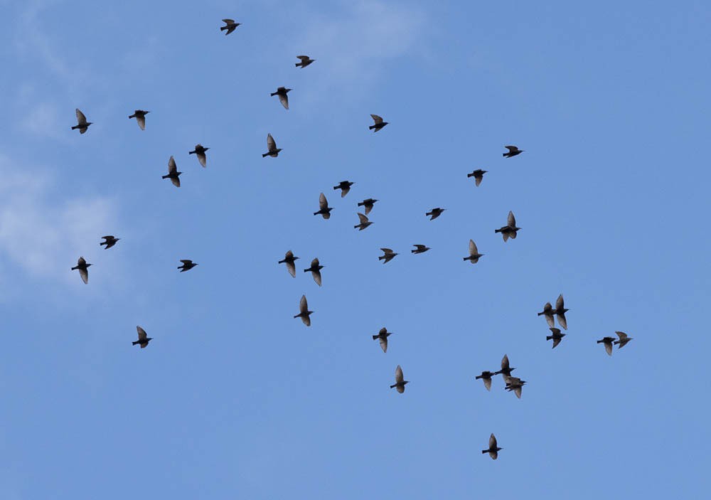 European Starling - ML645630395