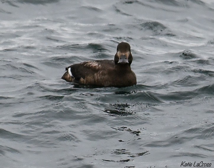 scoter sp. - ML645630398