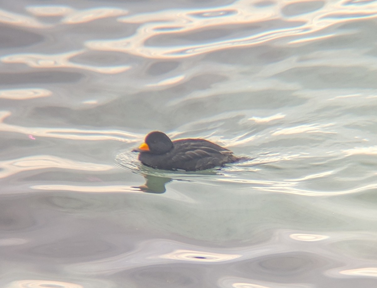 turpan žlutozobý - ML645630400