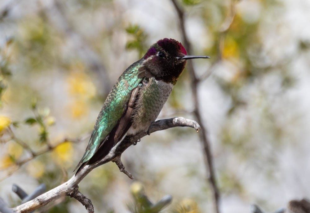 Anna's Hummingbird - ML645630406