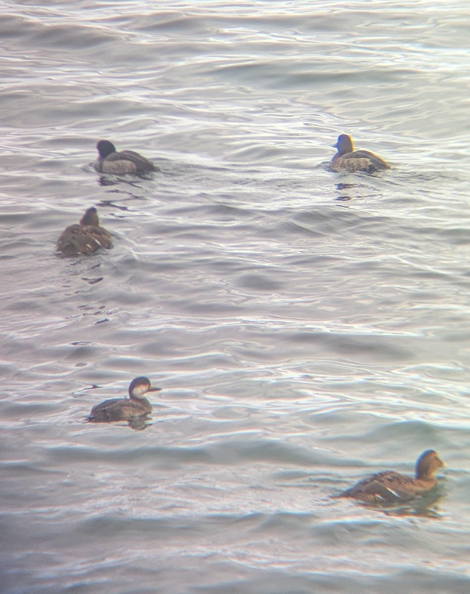 turpan žlutozobý - ML645630409