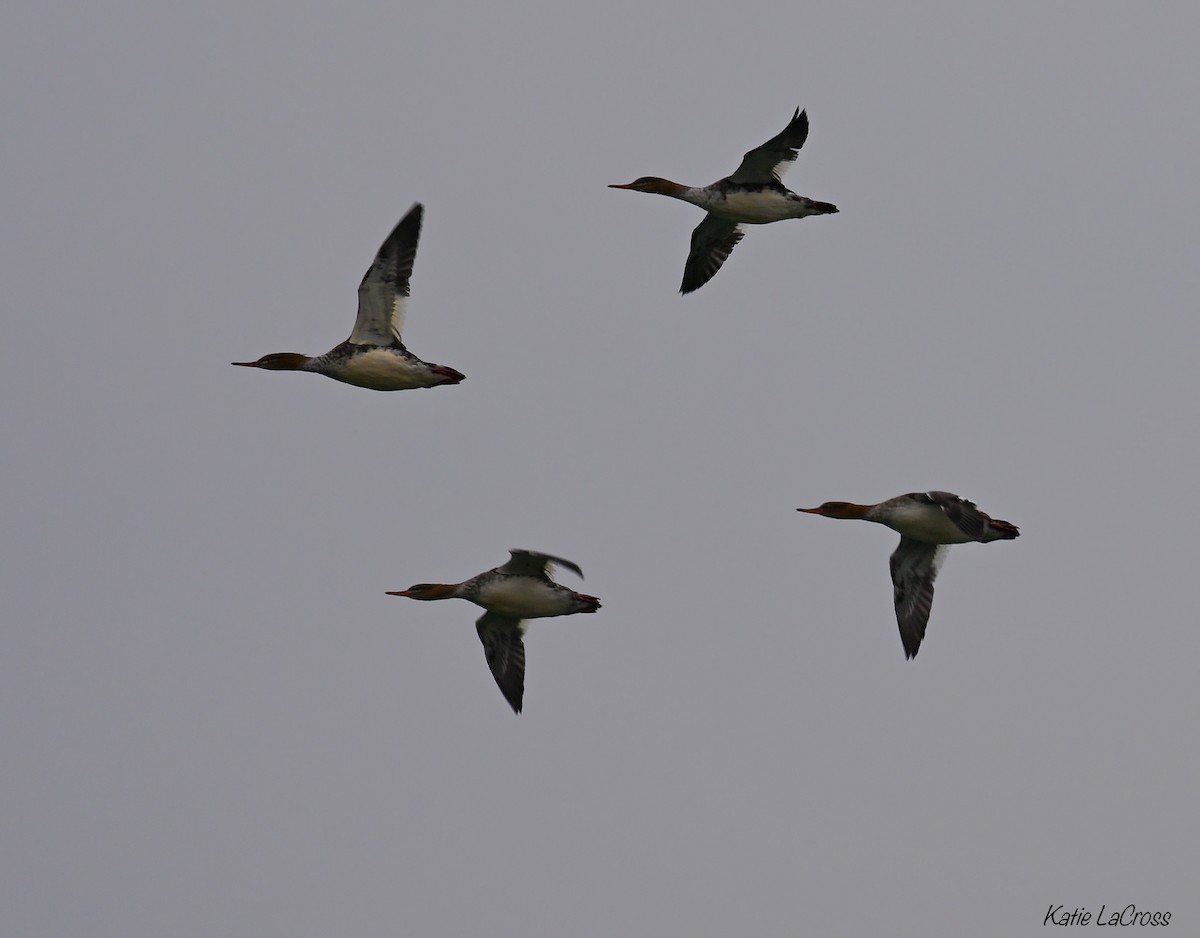 Red-breasted Merganser - ML645630410