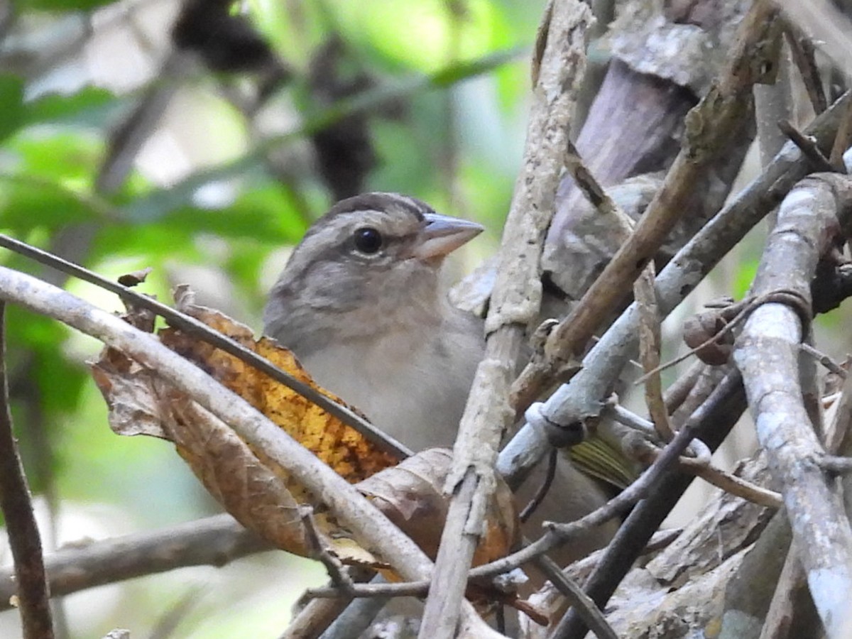 Olive Sparrow - ML645630414