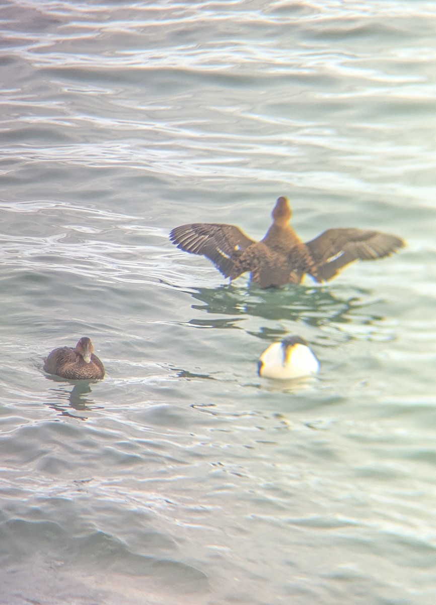 Common Eider - ML645630415