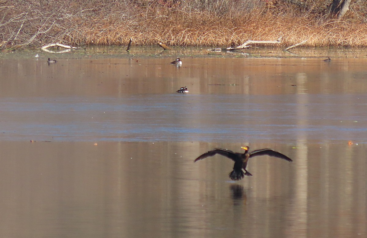 Double-crested Cormorant - ML645630420