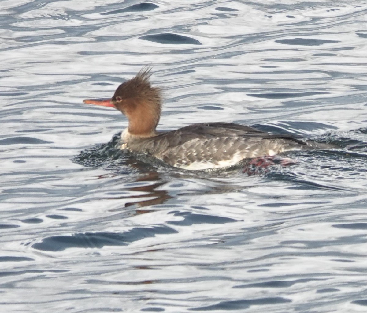Red-breasted Merganser - ML645630421