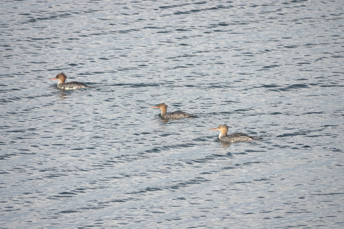 Red-breasted Merganser - ML645630423