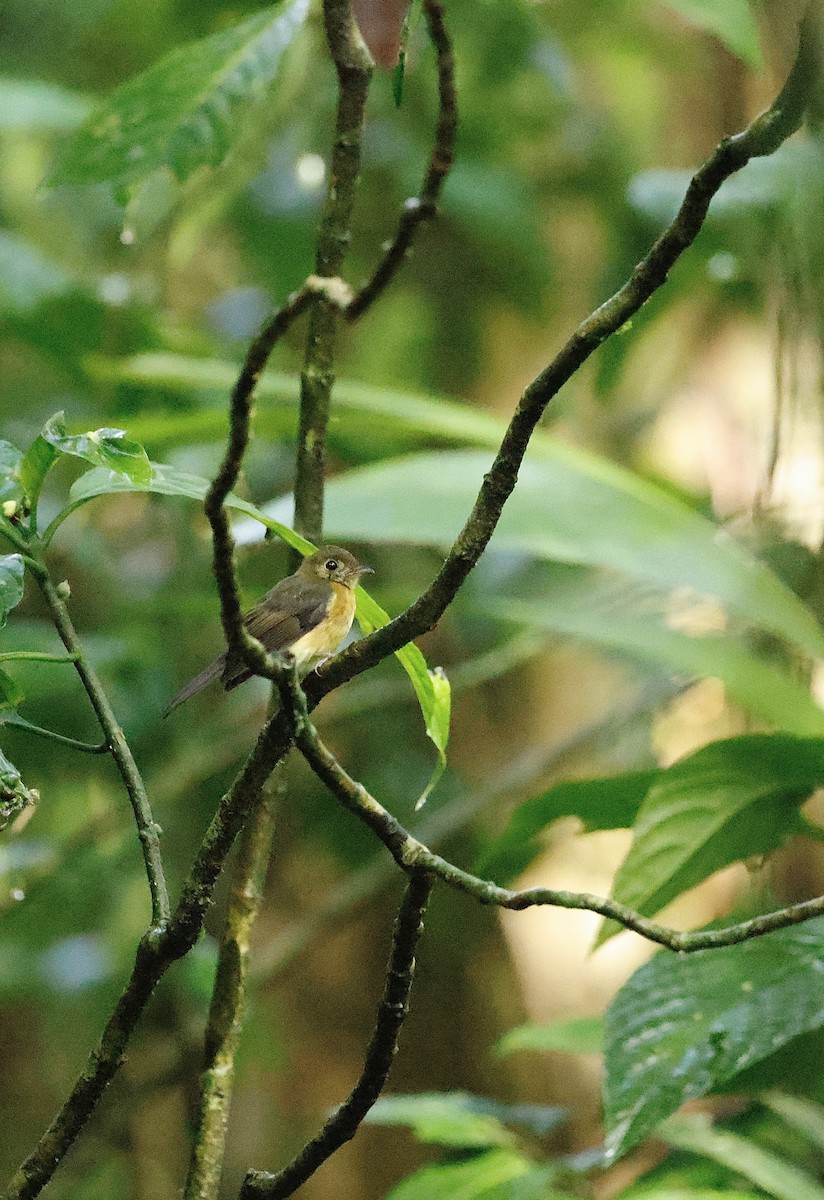 Sulphur-rumped Flycatcher - ML645630424