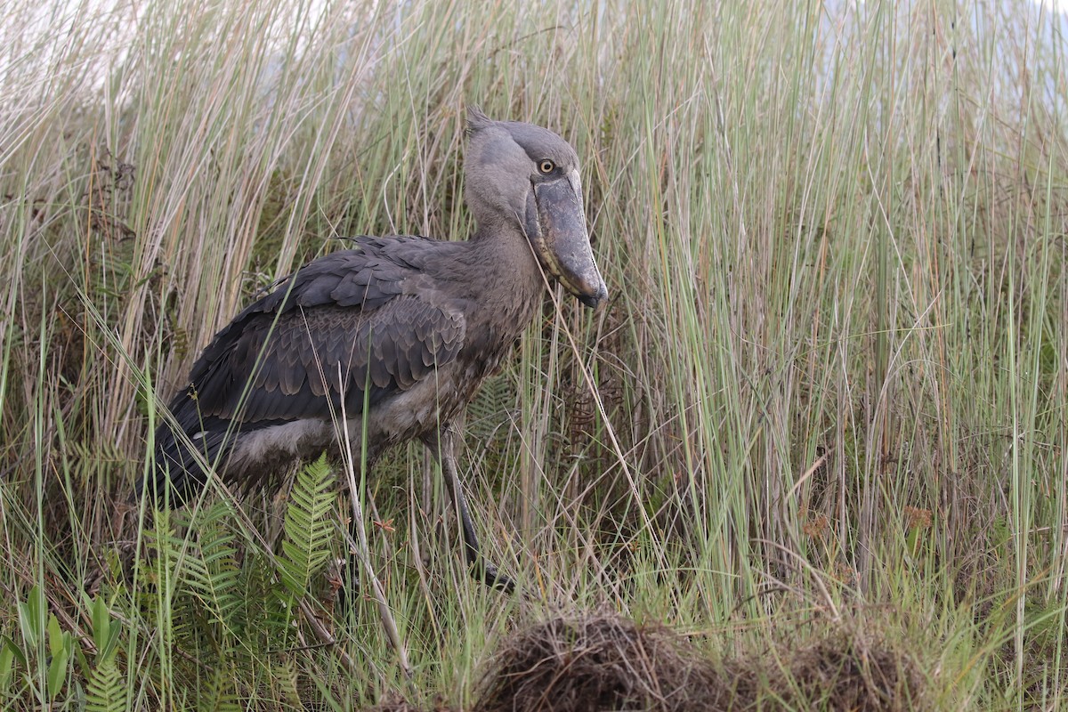 Shoebill - ML645630426