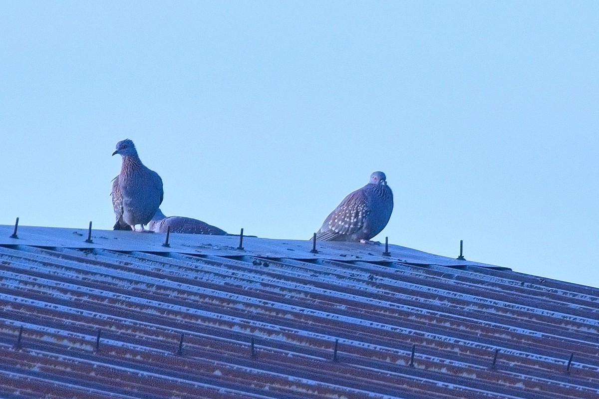 Крапчатый голубь - ML645630432