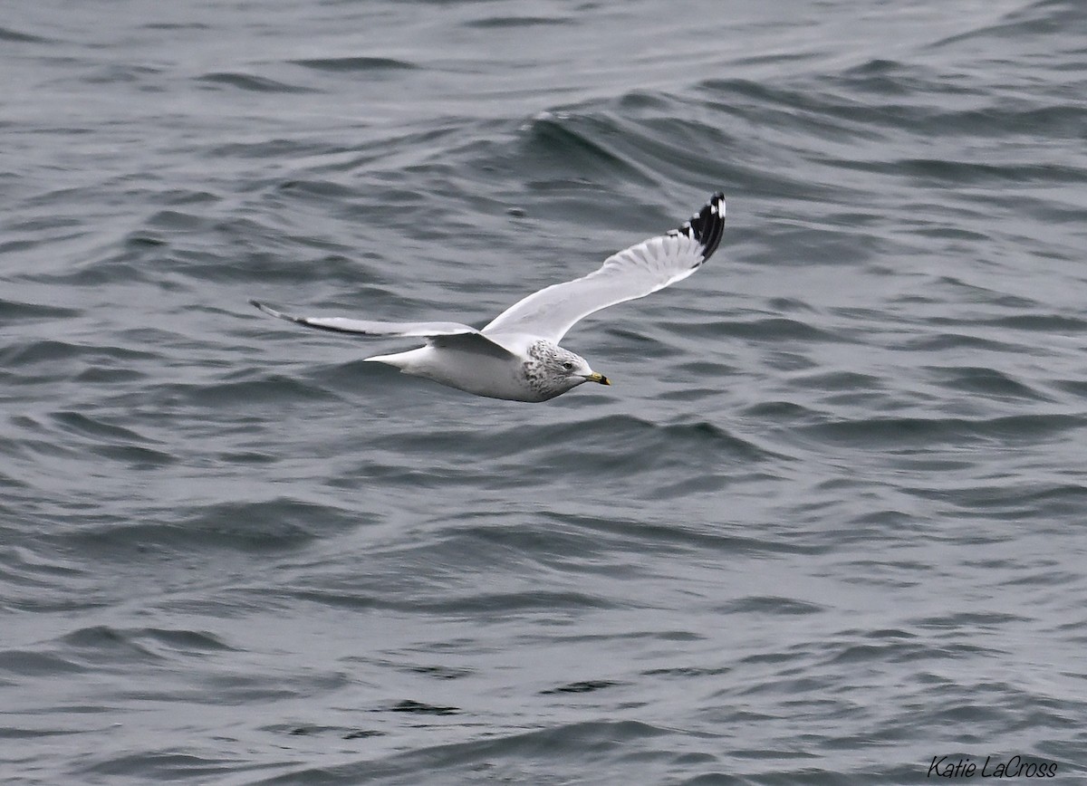 Ring-billed Gull - ML645630443