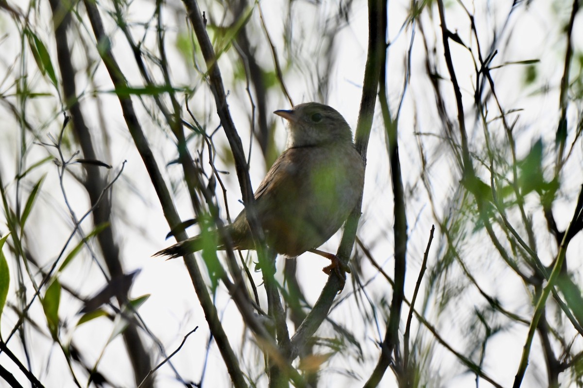 Sedge Wren - ML645630460