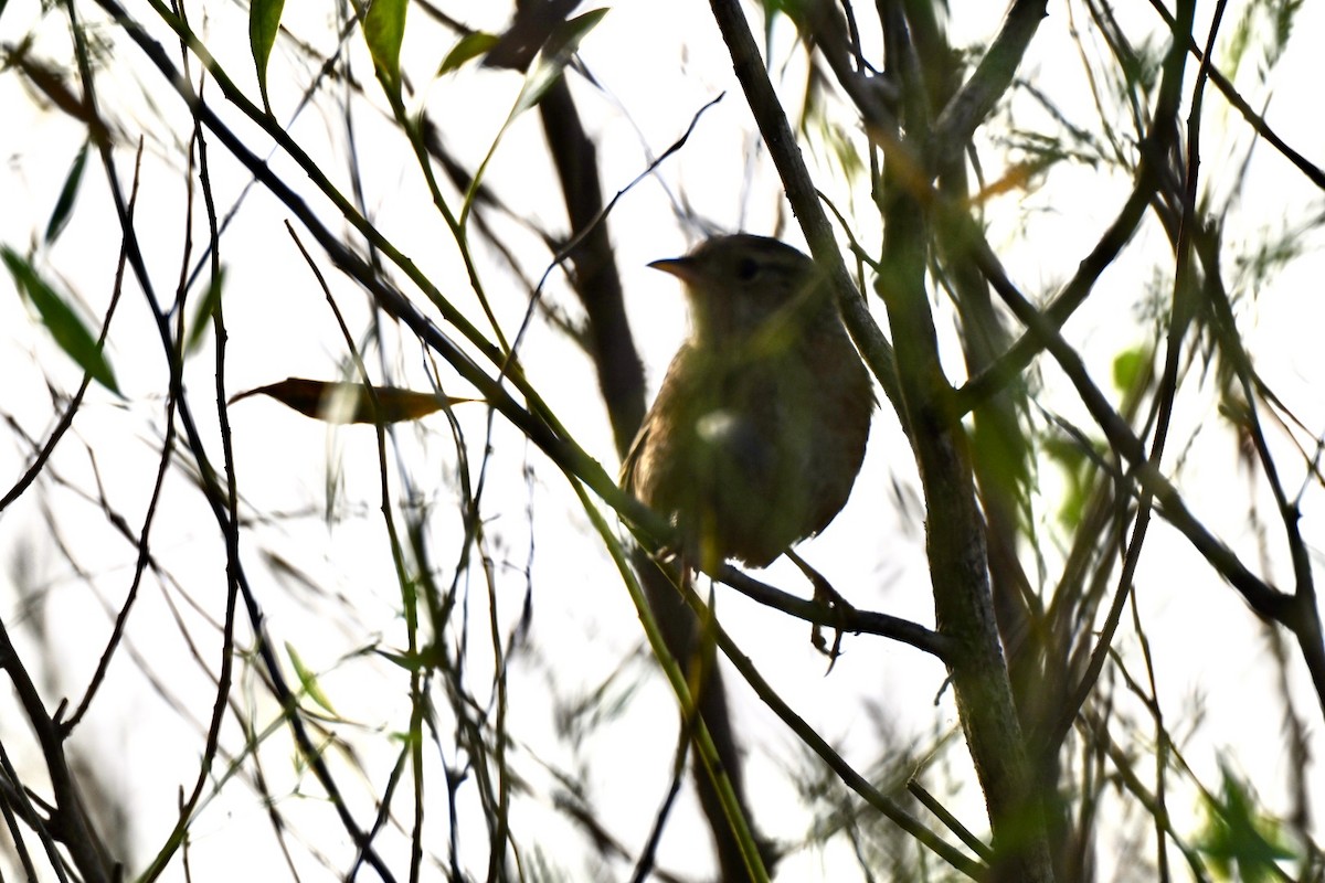 Sedge Wren - ML645630461