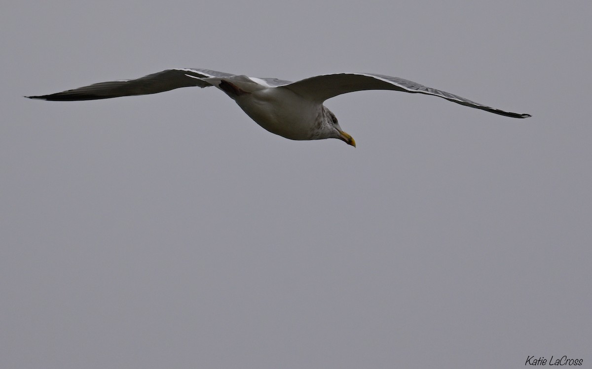 American Herring Gull - ML645630462