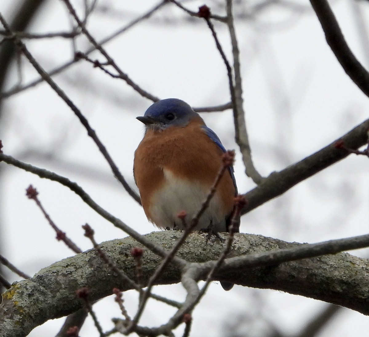 Eastern Bluebird - ML645630492