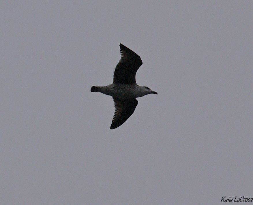 Larus sp. - ML645630496