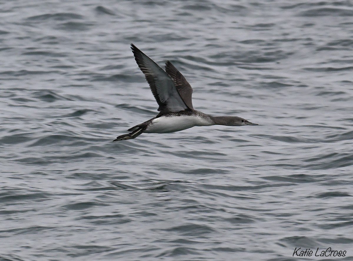 紅喉潛鳥 - ML645630527