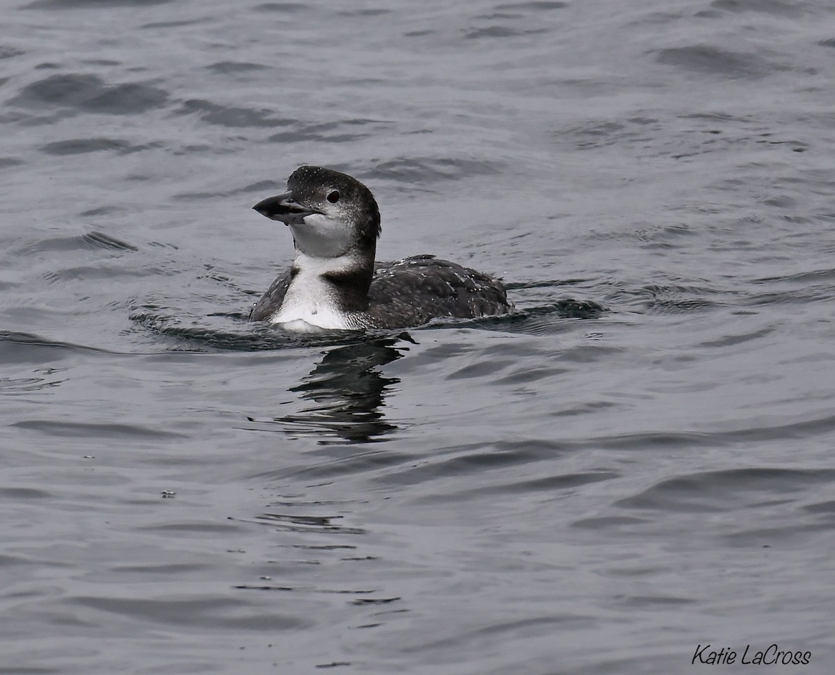 Common Loon - ML645630534
