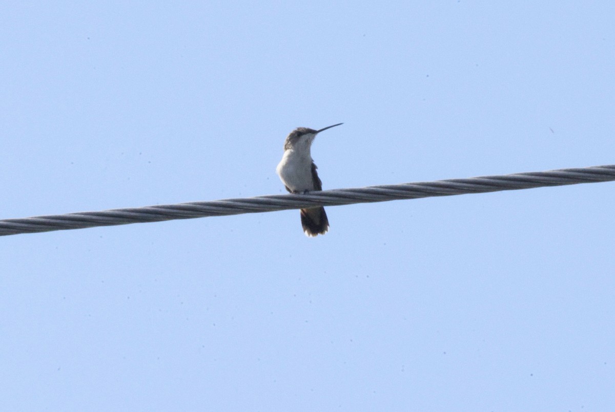 Ruby-throated Hummingbird - ML645630535