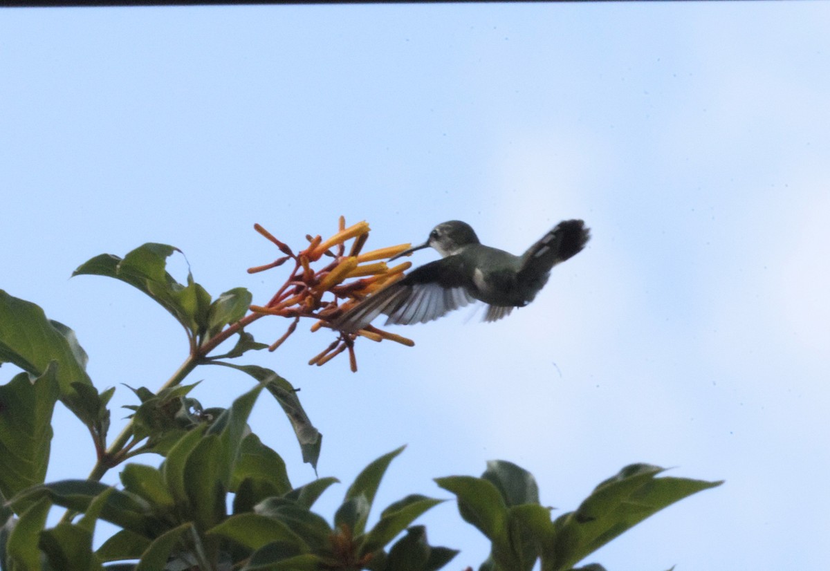 Ruby-throated Hummingbird - ML645630536