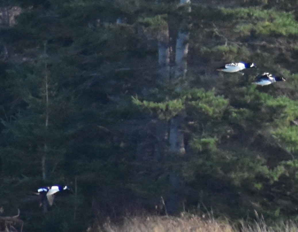 Barrow's Goldeneye - ML645630538