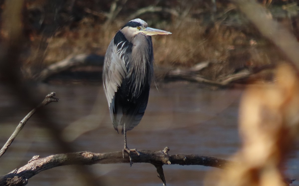Great Blue Heron - ML645630541