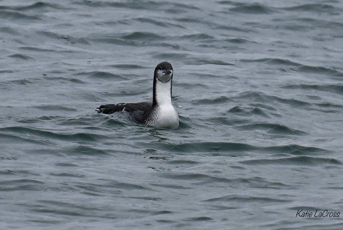 loon sp. - ML645630544