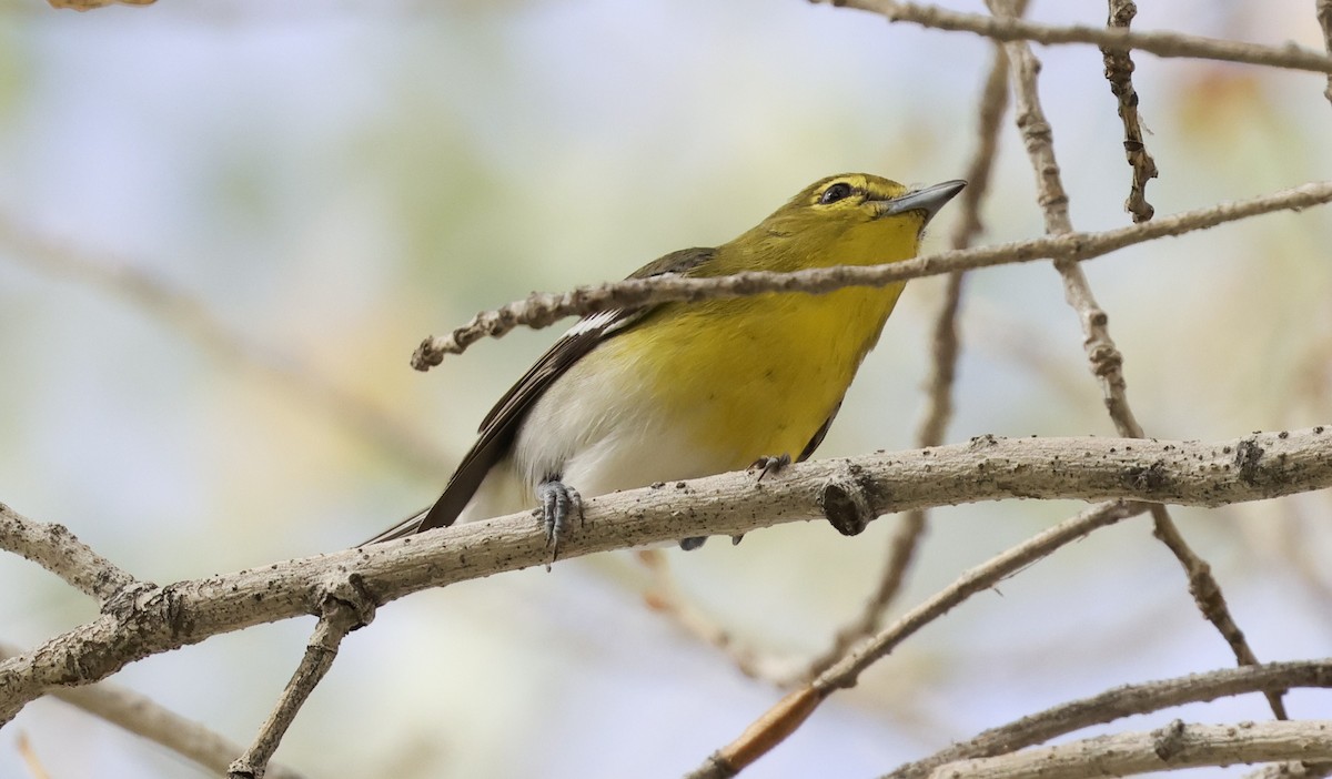 Yellow-throated Vireo - ML645630545